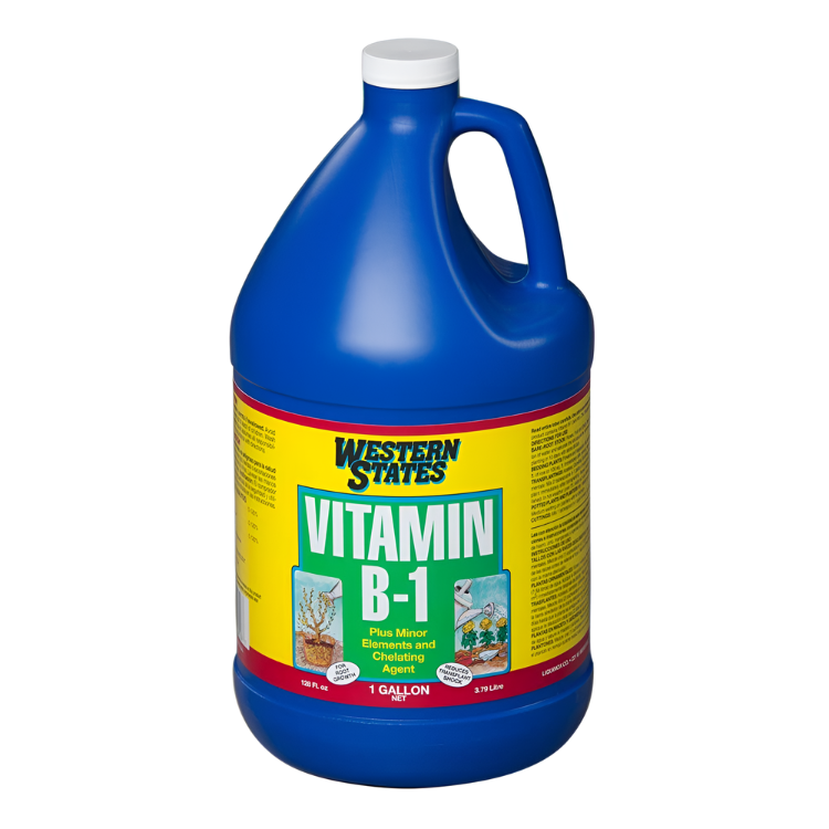 Liquinox Vitamin B1