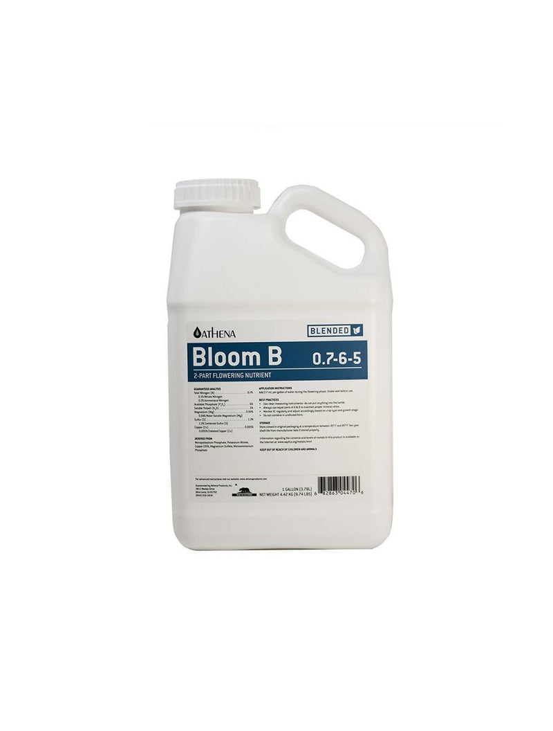 Athena Bloom B